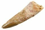 Fossil Spinosaurus Tooth - Feeding Worn Tooth #364216-1